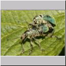 Phyllobius pomaceus - Ruesselkaefer 08.jpg